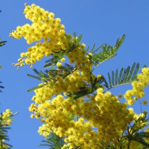 Acacia 3761