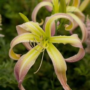 Hemerocallis Desert Icicle