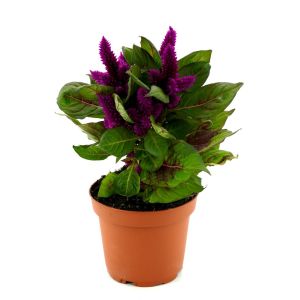 Celosia Paars