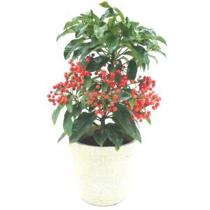 Ardissia red