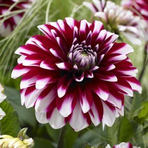 Dahlia Karma Yin Yang Â®