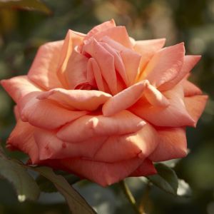 Rosa Good Life (Hybrid Tea Orange)
