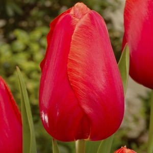 Tulipa Avignon