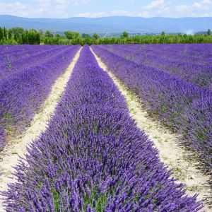 nature plant field meadow prairie flower 483651 pxhere