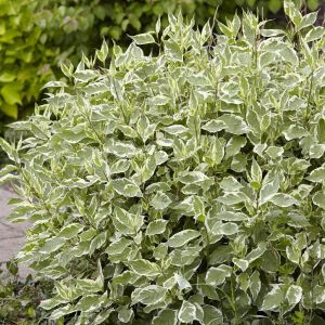 Cornus alba Elegantissima