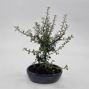 Bonsai Cotoneaster 15 cm