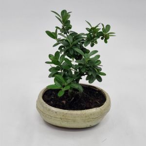 Bonsai pyracantha15 cm