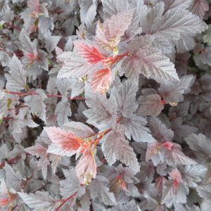 Physocarpus opulifolius Fire Side  20210715 2