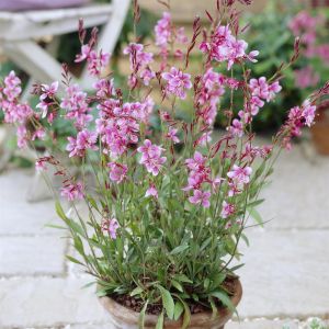 Gaura lindheimeri Siskiyou Pink