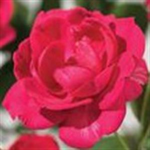 K80286   Rosa 'Royal Queen'