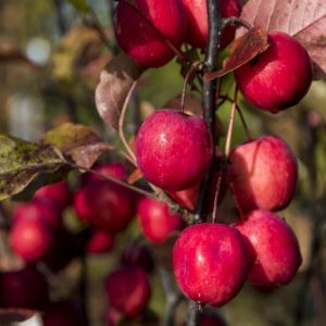 Malus transitoria Appletini