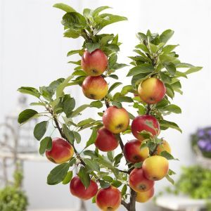 Malus d.Elstar