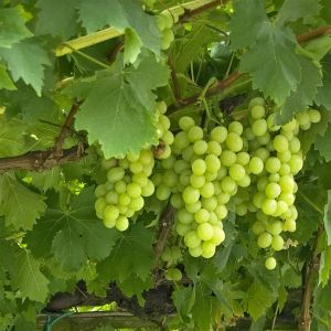 elbo36898 (voor Vitis Exelsior wit)