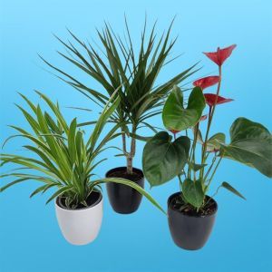 Clorophytum Ocean Dracaena Anthurium