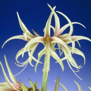 Hippeatrum Tarrantula