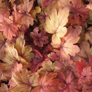 Heucherella Sweet Tea