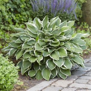 Hosta Francee