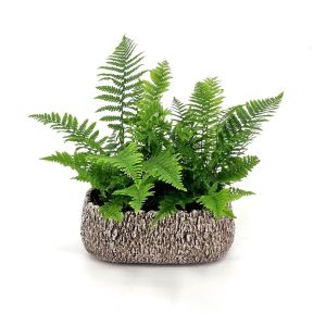 Dryopteris Crispa