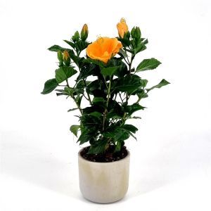 Hibiscus sinensis orange