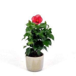 Hibiscus sinensis Pink