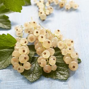 Ribes rubrum Witte Parel