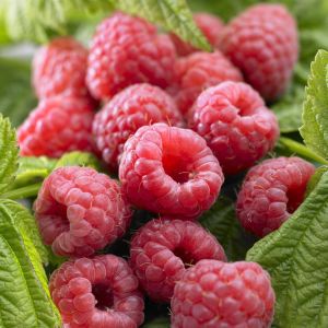 Rubus idaeus Malling Promise