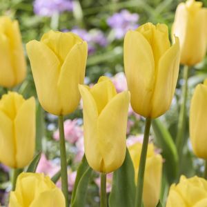 Tulipa Strong Gold