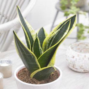 Sanseveria Black Gold