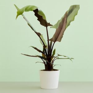 Alocasia Lauterbachiana Studio