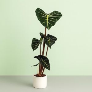 Alocasia Pink Dragon 17cm Studio