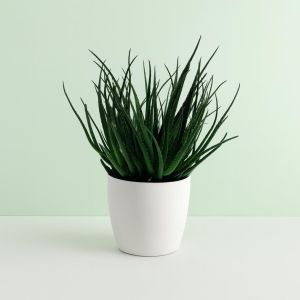 Aloe Safari Sunrise Studio