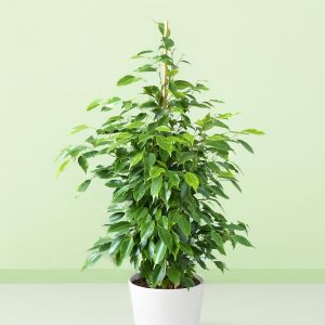 ficus benja anastasia v2 Studio