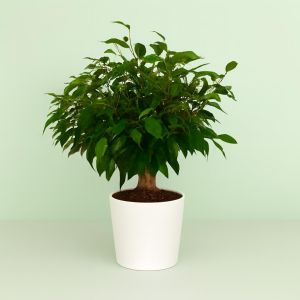 Ficus Kinky Jute 12 cm Studio Studio Studio