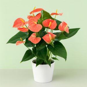 Anthurium Orange v2 Studio