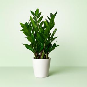 Zamioculcas zamiifolia 14cm Pot Studio