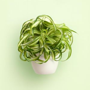 Chlorophytum Bonnie  Studio