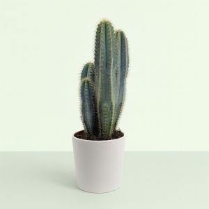 Pilococereus azureus 17cm Studio