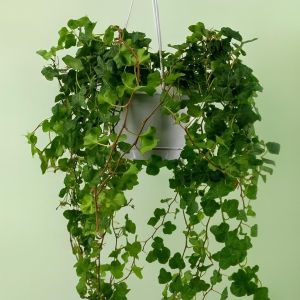 Hedera Wonder hang basket 17 cm pot
