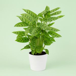 Calathea Leopardina Studio