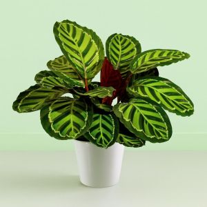 Calathea Roseapicta Studio