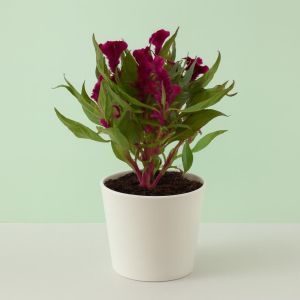 Celosia Paars Roze Studio