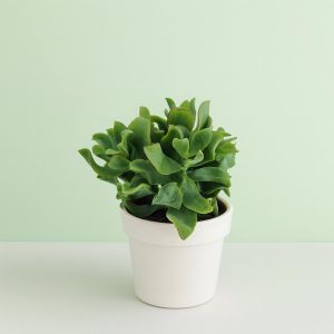 Crasula arborescens 10 Studio