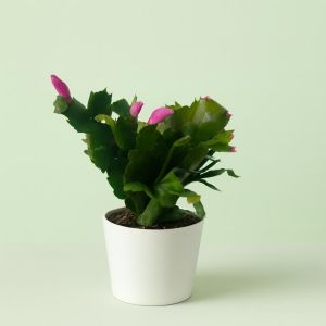 Schlumbergera Pink 14 cm pot Studio