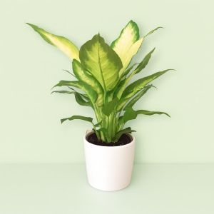 Dieffenbachia Bertina.jpg Studio