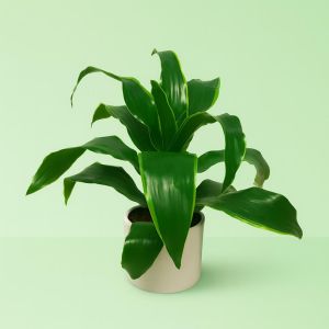 Dracaena compacta Dando.jpg Studio