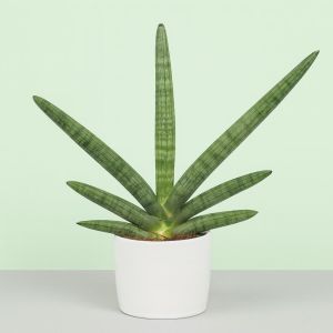 Sansevieria cylindrica Skyline Studio