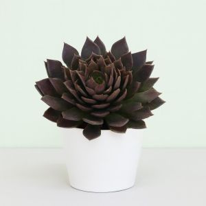 Echeveria Black Prince Studio