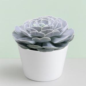 Echeveria pollux Studio