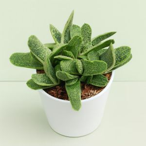 Gasteria little warty.jpg Studio