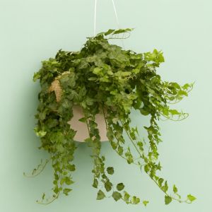 Hanging hedera groen Studio
